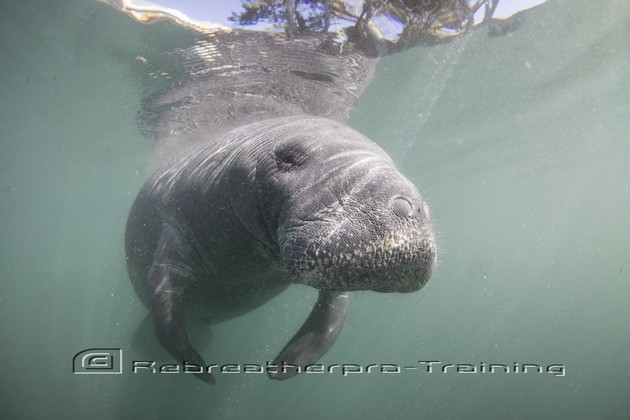 Swimming with Manatees - Rebreatherpro-Training